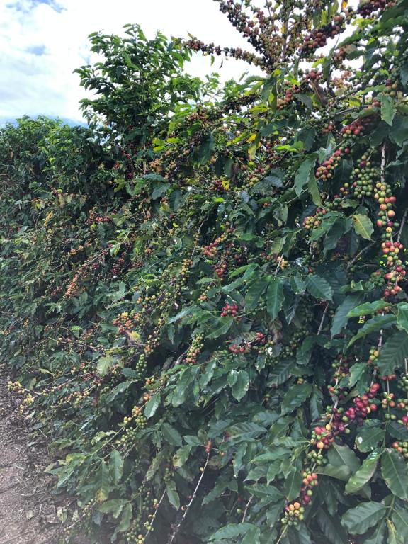  Fazenda Alto Alegre