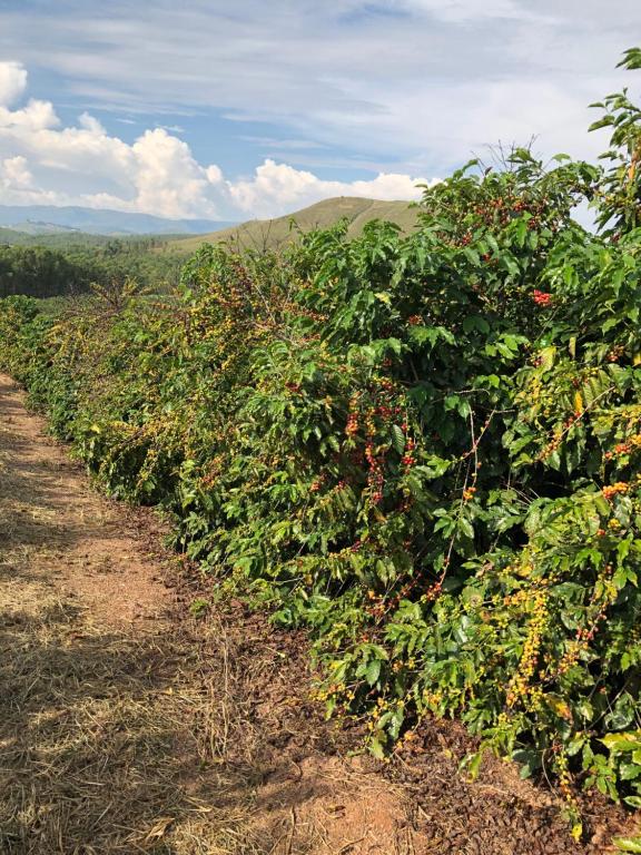  Fazenda Alto Alegre