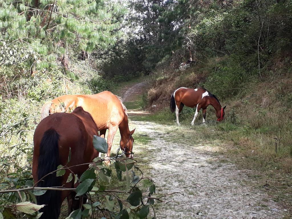 Zvířata v hotelu nebo okolí