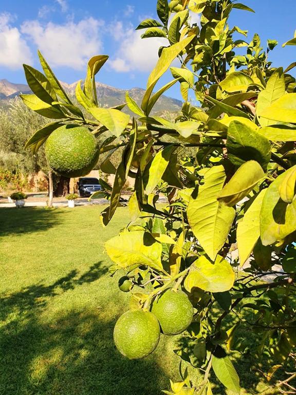 A garden outside Alexandros Stone House