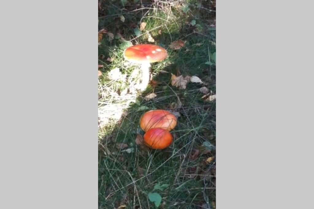 Zahrada ubytování Gite du hérisson