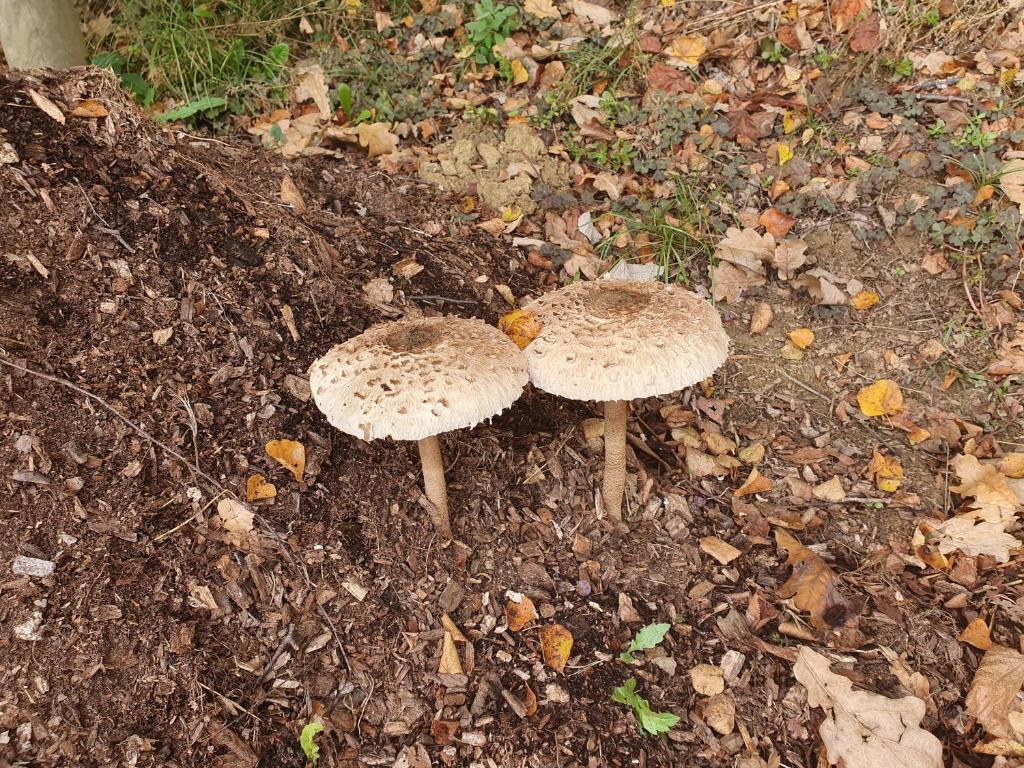 Fotografia z galérie ubytovania Pension Thermenland v destinácii Loipersdorf bei Fürstenfeld