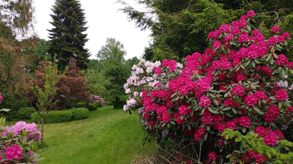 a garden with pink flowers on a hedge at Ferienwohnung Gartenblick in Worpswede