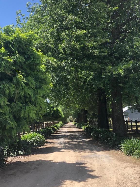 a tree lined dirt road with trees and a fence at Oak Lane Guest House & Farm Stay in Whorouly
