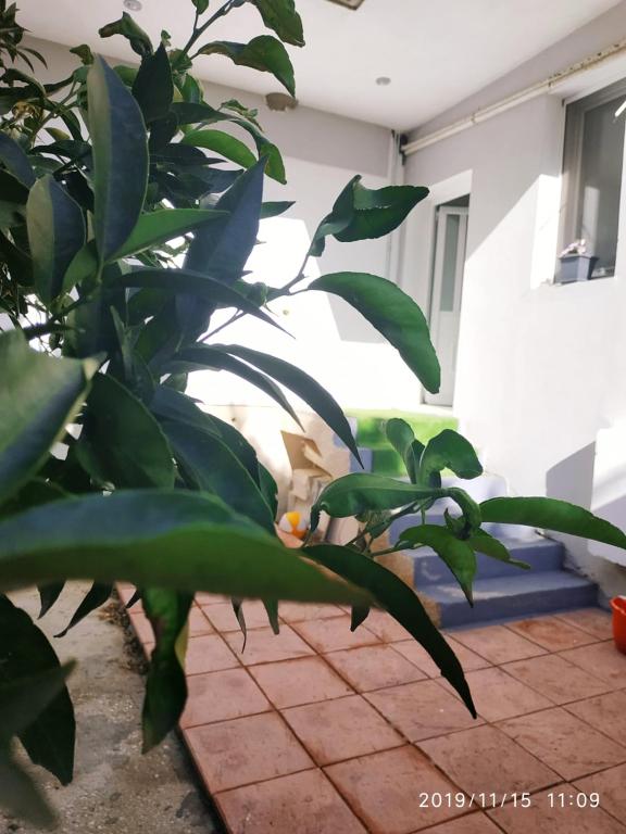 Vonkajšia záhrada v ubytovaní STUDIO POSEIDONIA apartment 75sqm CORINTH CANAL