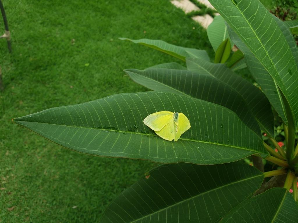  Pousada das Orquídeas