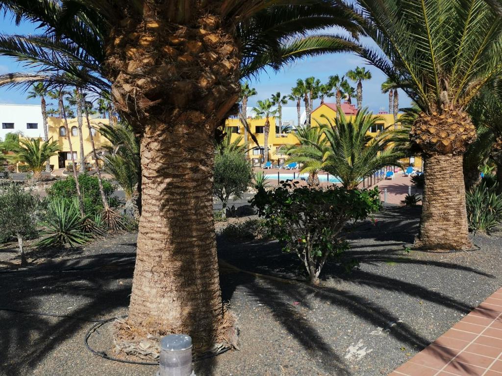 grupa palm w parku w obiekcie casa Sun&Sand Corralejo w Corralejo