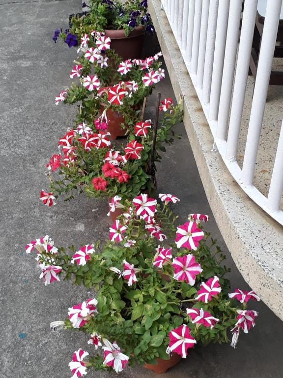 a bunch of flowers in a flower garden at Namaskar Lodge and Homestay in Guwahati