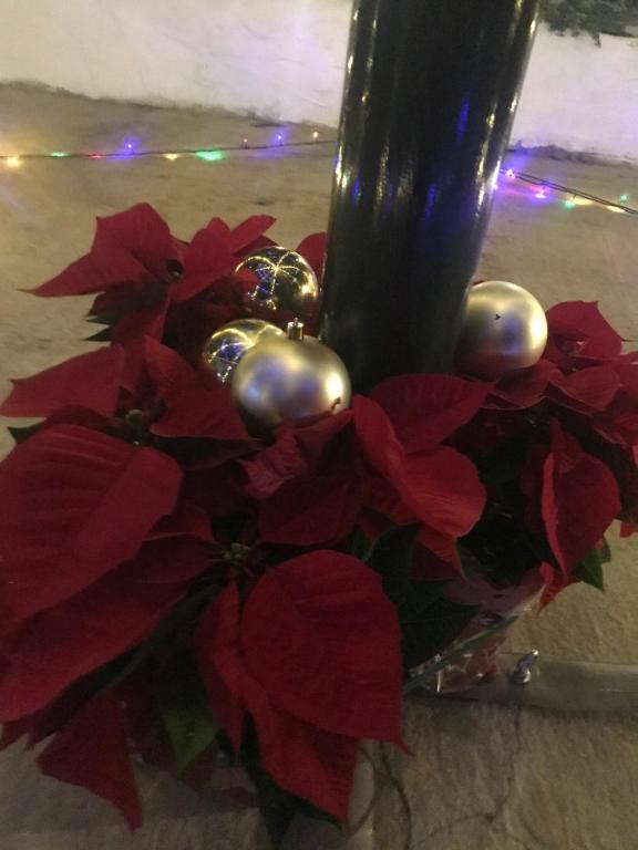 El Lagar de los Abuelos - 15