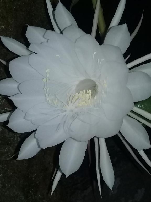  Mansão Adonai nas Cachoeiras de Penedo