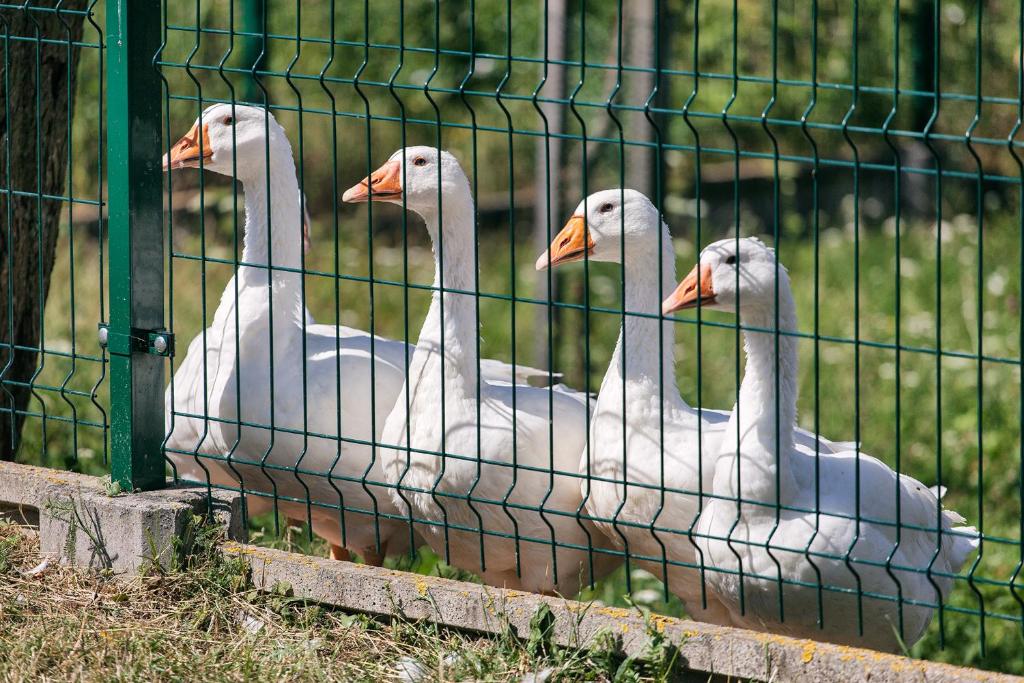 Zvířata v penzionu – hostince nebo okolí