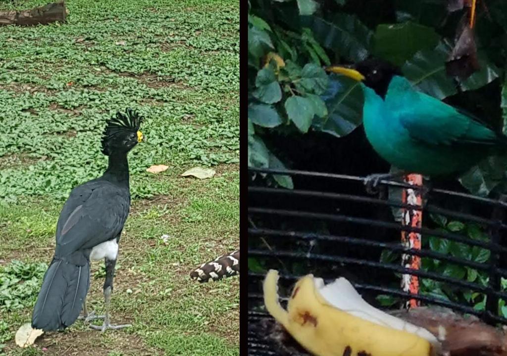 Zvířata v ubytování v soukromí nebo okolí
