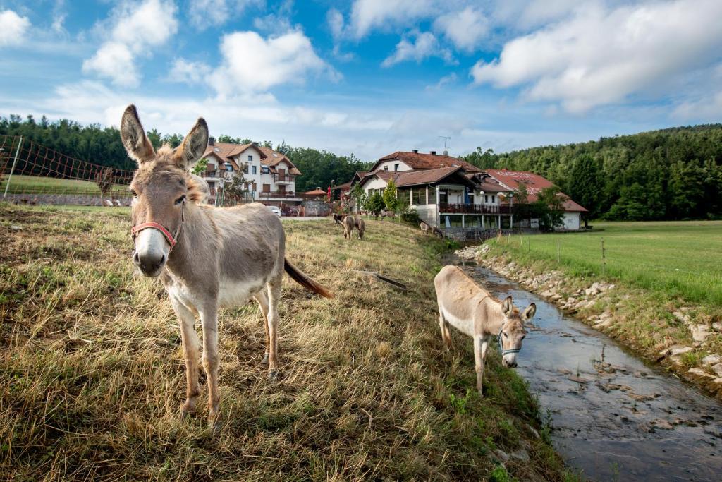 two animals standing in a field next to a stream at EkoTurizem Hudičevec in Postojna