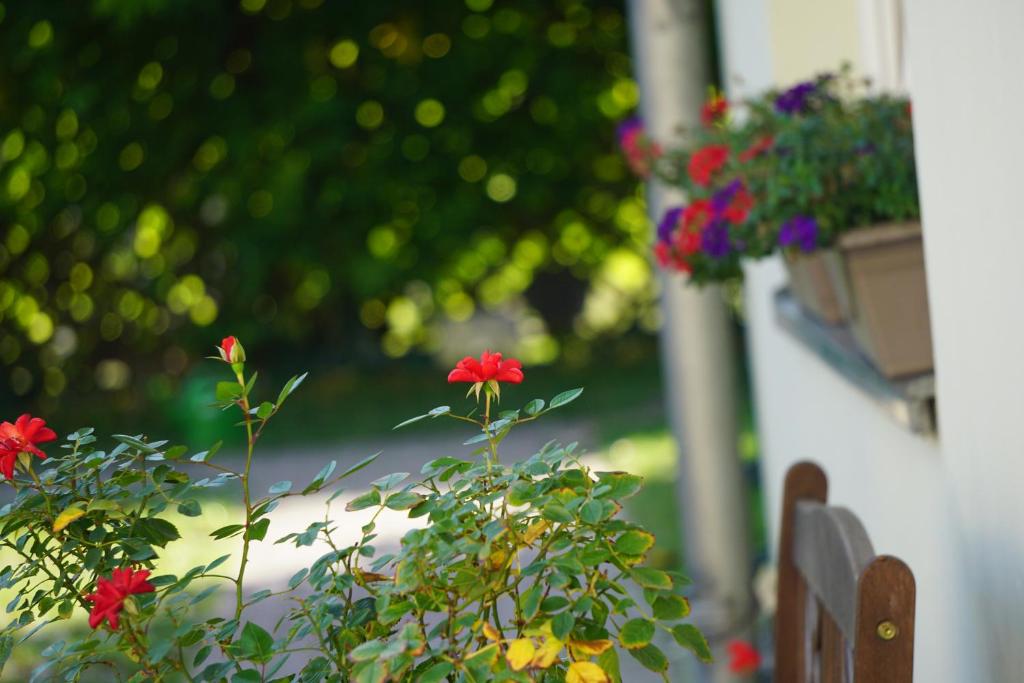 a group of flowers in a flower pot on a wall at Pension zum Birnbaum in Brandenburg an der Havel