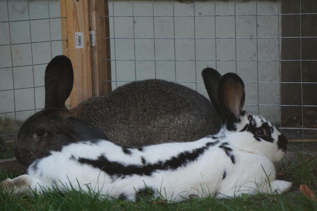 two rabbits sitting in the grass in a cage at Pension zum Birnbaum in Brandenburg an der Havel