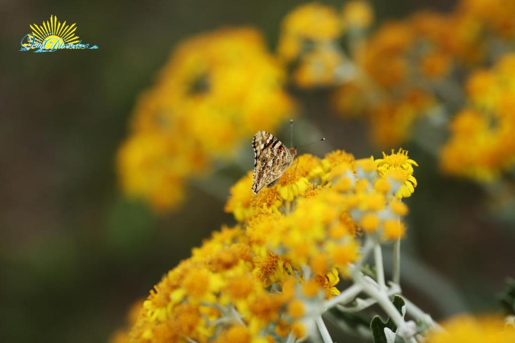 Fotografie z fotogalerie ubytování Hotel Diandra v destinaci Eforie Nord