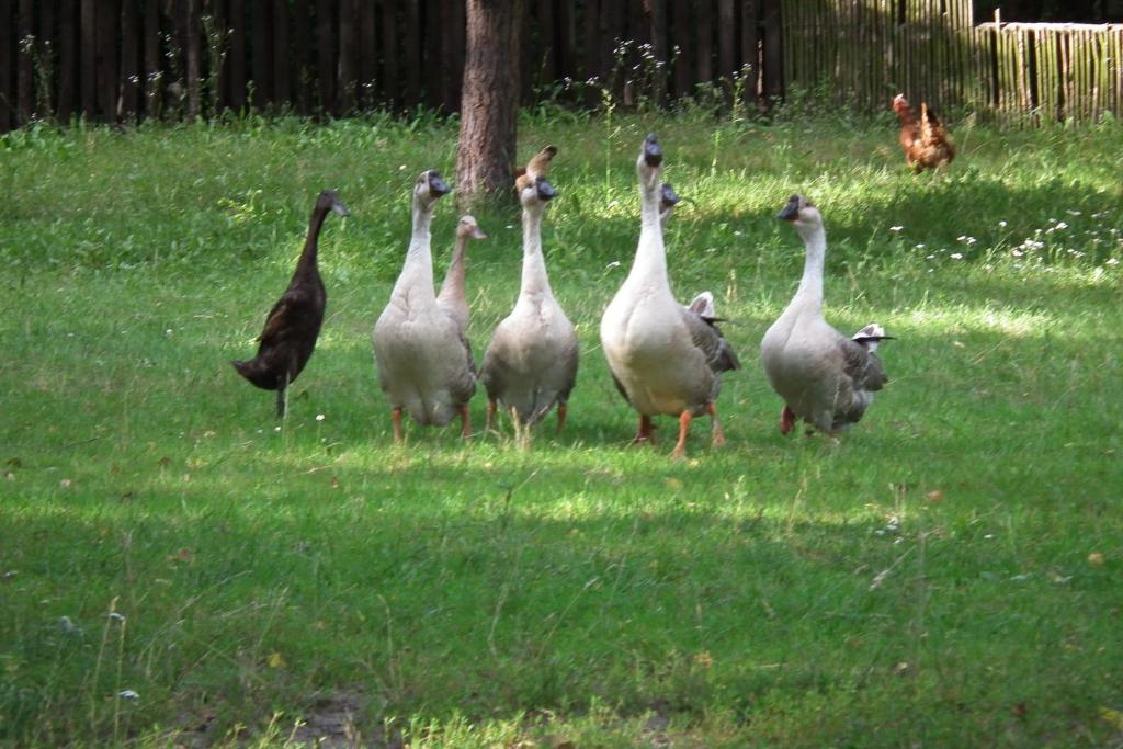 Zvieratá na farme alebo blízkom okolí
