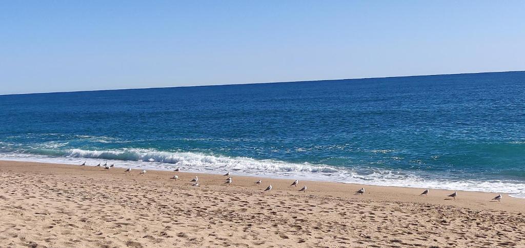 a group of birds walking on the beach at Mediterraneo Euroviajeros Room in Pineda de Mar