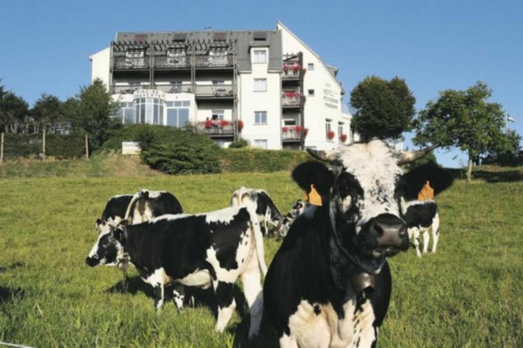 a group of cows standing in a field with a building at Hôtel Panorama in Munster