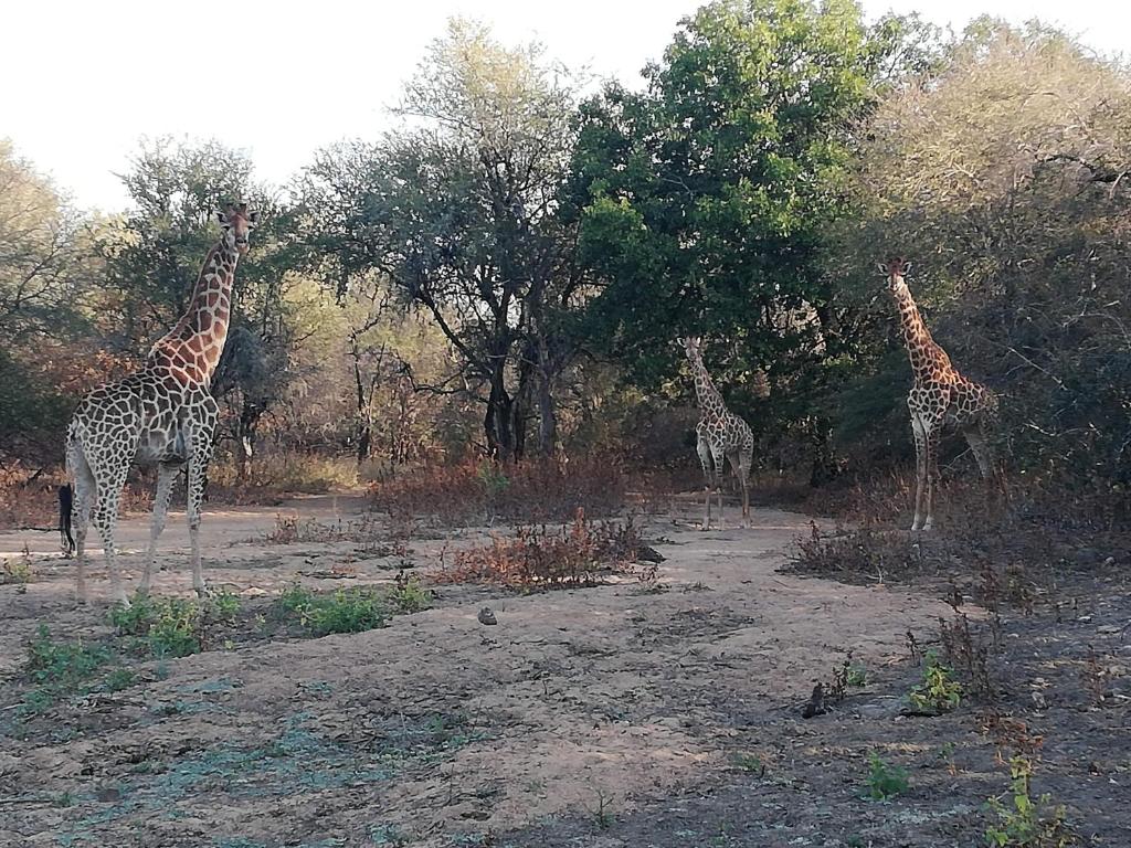 Fotografie z fotogalerie ubytování Kelora Bush Camp v destinaci Hoedspruit