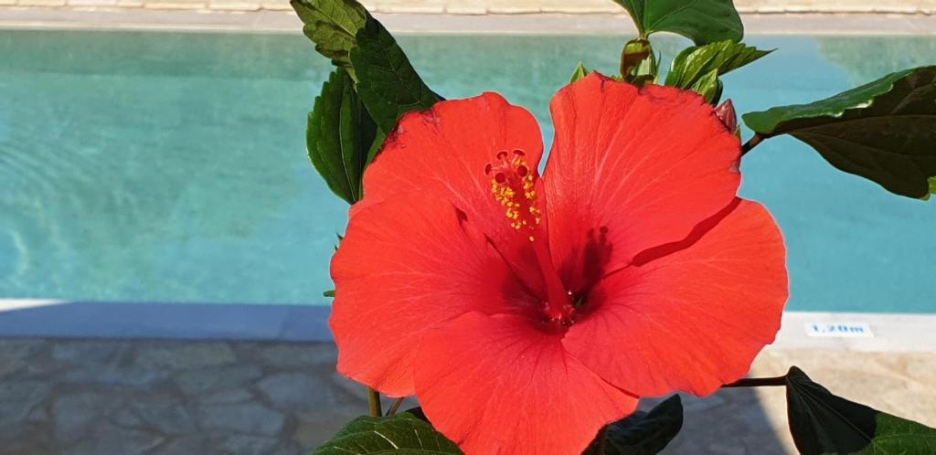 Bazén v ubytování Hibiscus Suites - A nebo v jeho okolí