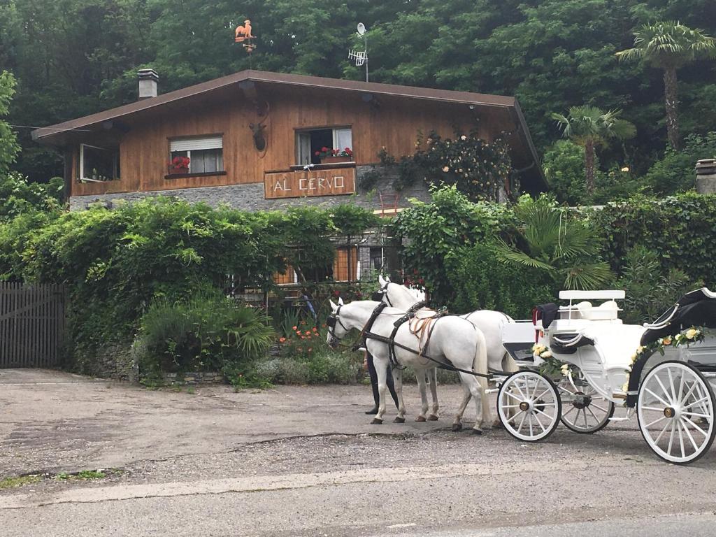 dos caballos blancos tirando de un carruaje delante de una casa en Al cervo tra i laghi, en Tavernerio