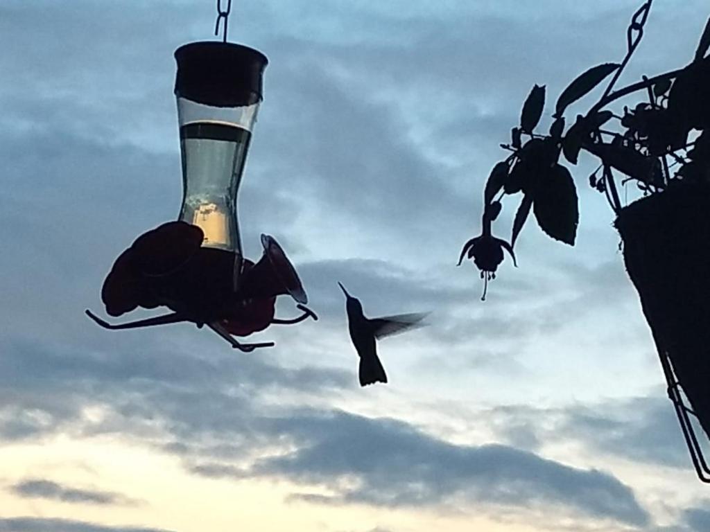 a group of birds flying in the sky with a lighthouse at Refugio Explora Verde in Choachí