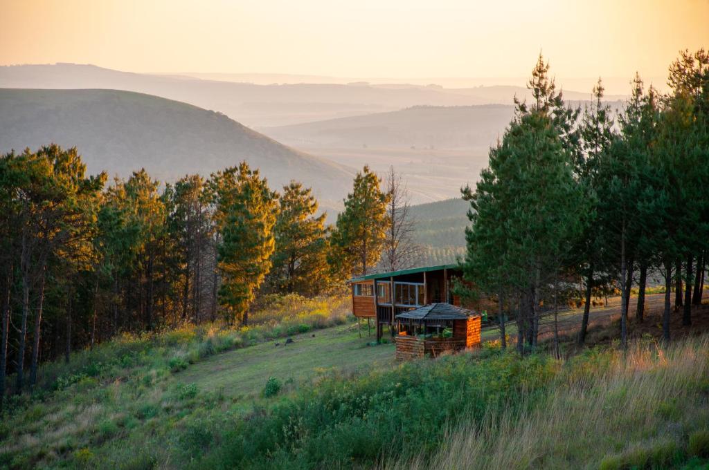 a cabin on the side of a hill with trees at Dargle Forest Lodge in Dargle