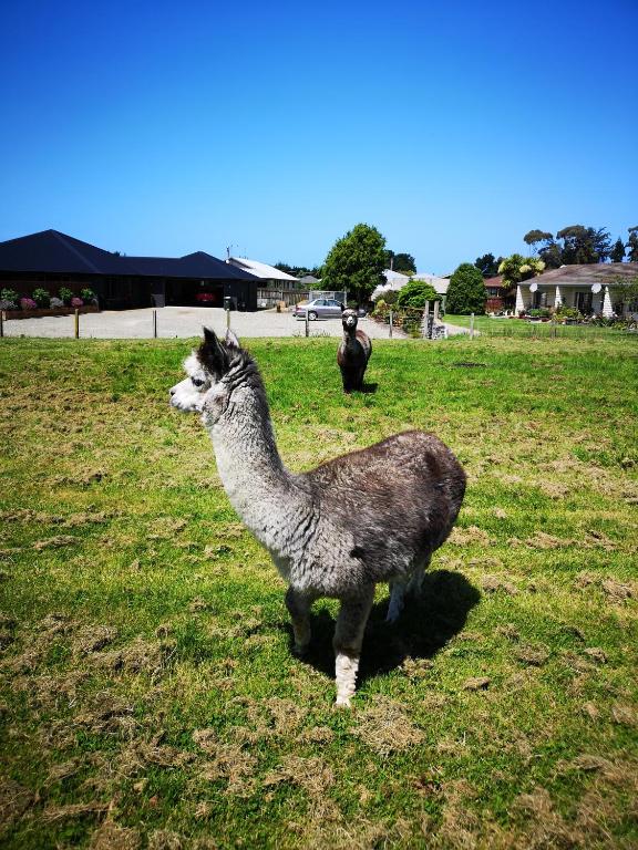 Colonial Lodge Motel - Resim 19