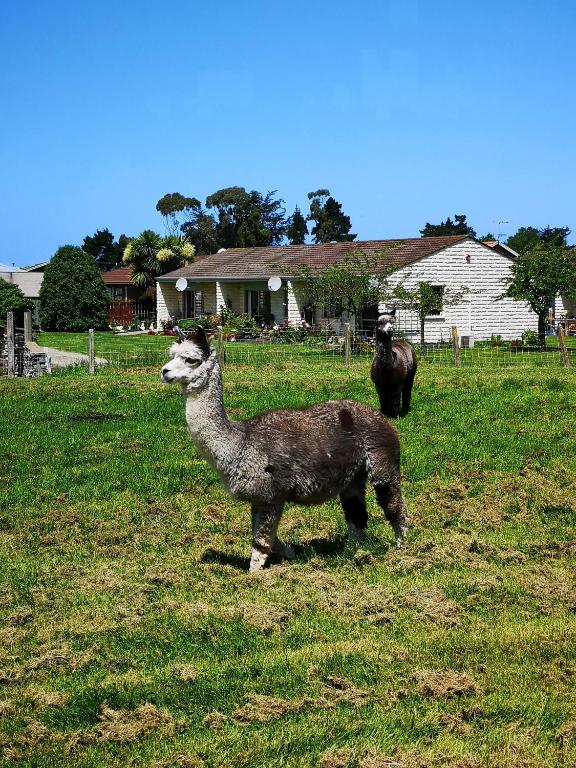 Colonial Lodge Motel - Resim 18