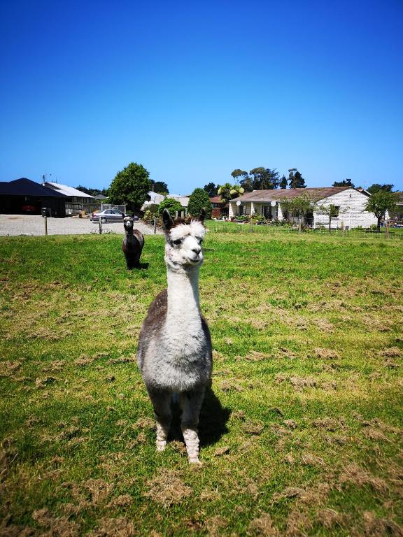 Colonial Lodge Motel - Resim 17