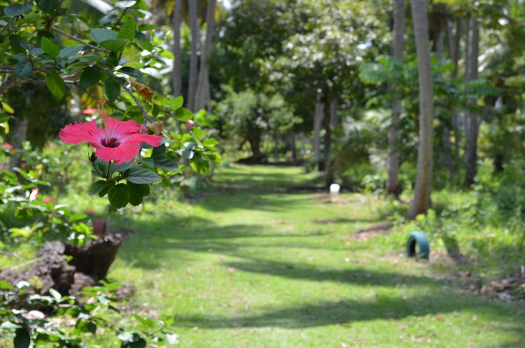  Pousada Paraiso dos Coqueirais