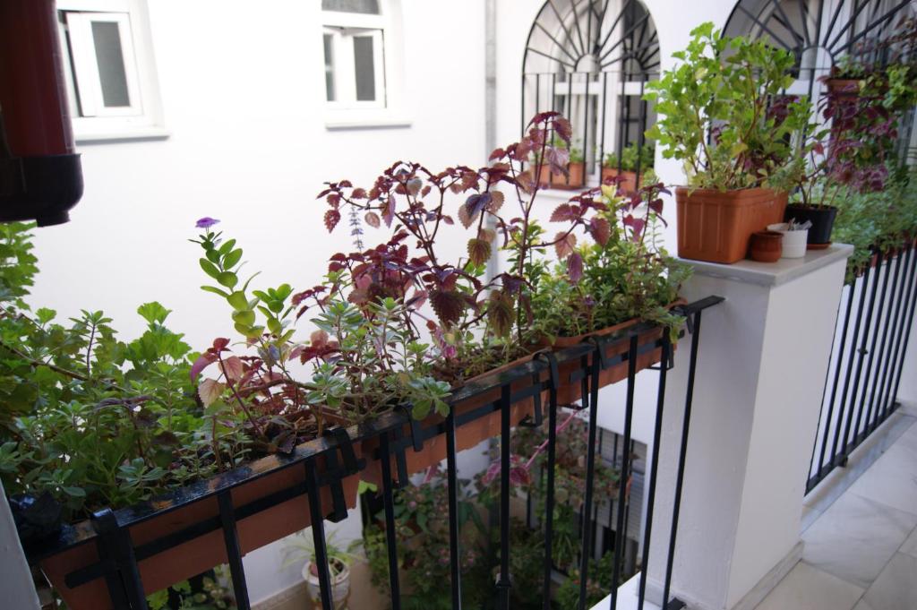 A garden outside Hostal Alcazar I