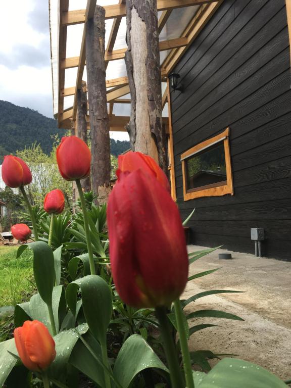 a group of red flowers in front of a building at Cabanas Senderos Puyuhuapi in Puerto Puyuhuapi