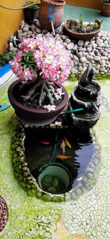  Pousada A Flor da Terra