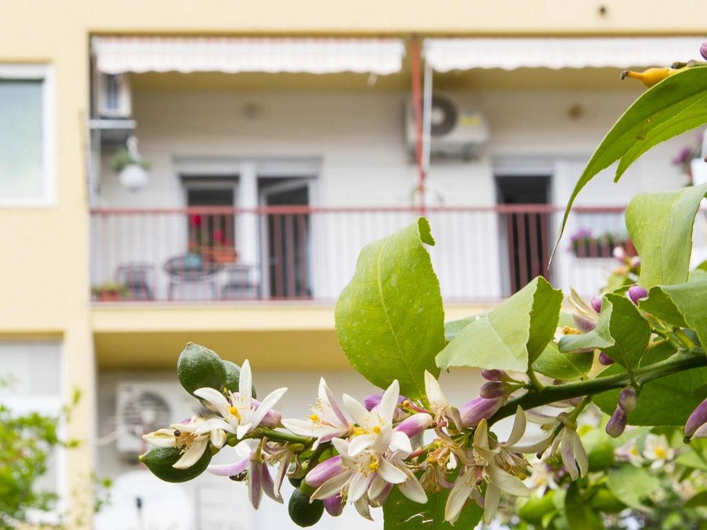 een boom met roze bloemen voor een gebouw bij Apartments Marli in Split