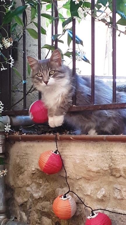 Domácí mazlíčci ubytovaní s hosty v ubytování Apricot House