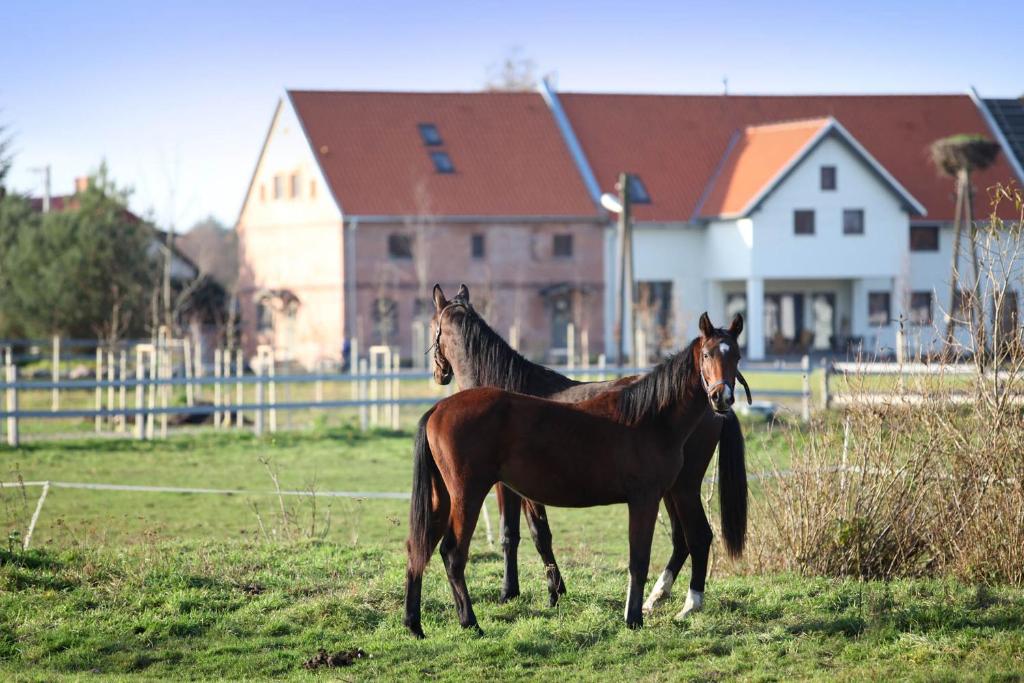 Zwierzęta w gospodarstwie agroturystycznym lub w pobliżu