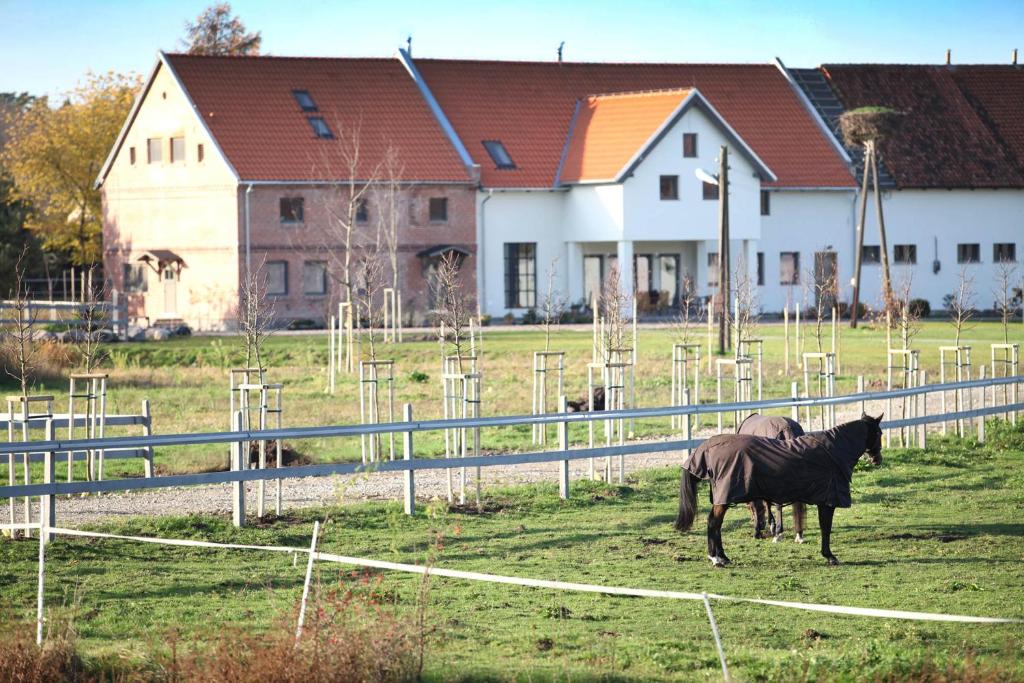 Zwierzęta w gospodarstwie agroturystycznym lub w pobliżu