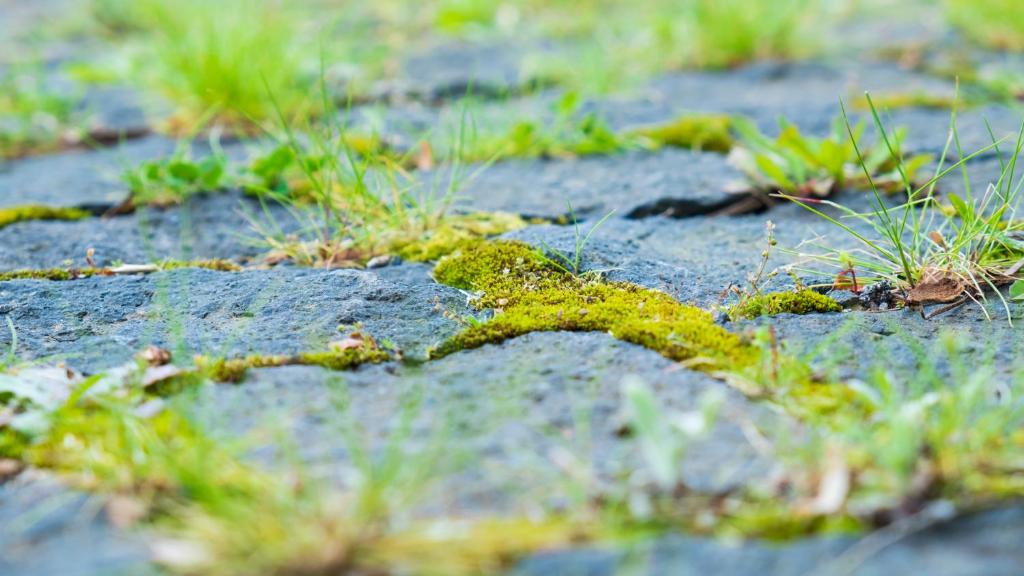 Fotografie z fotogalerie ubytování Quinta do Torcaz v destinaci Horta