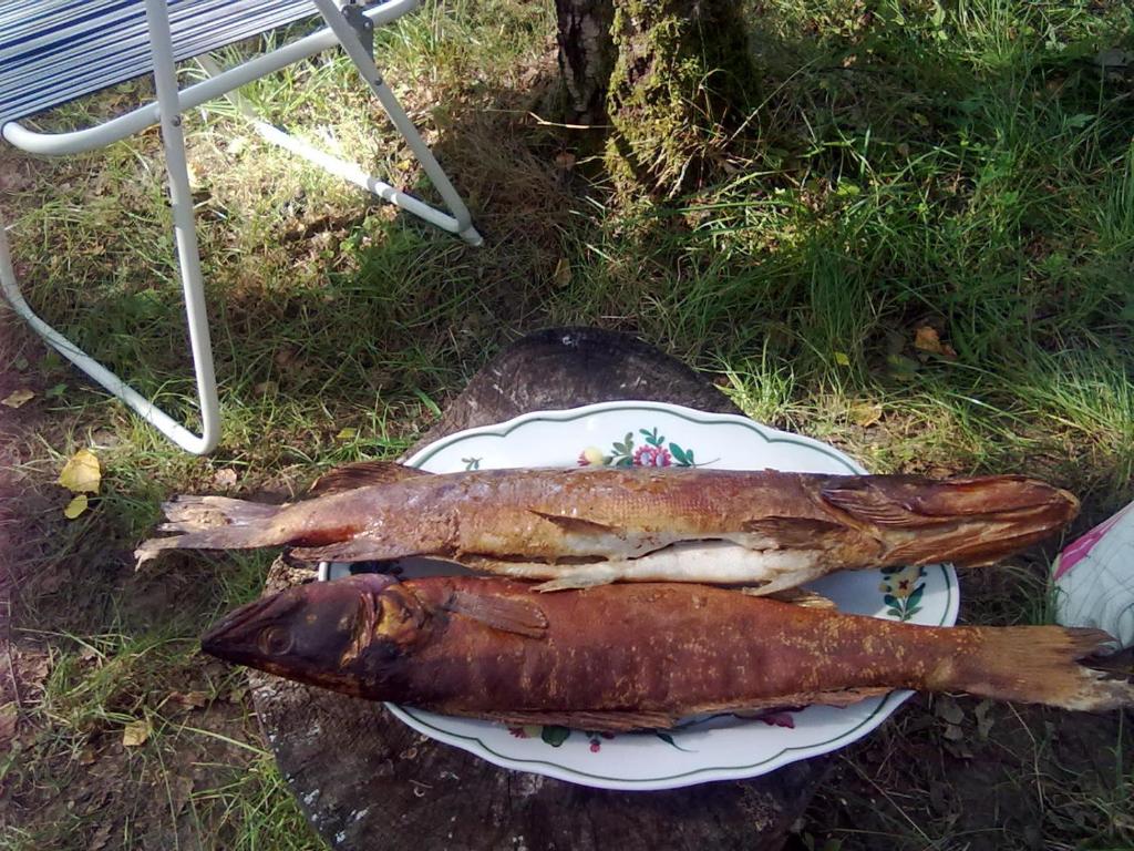 Zvířata v prázdninového domu nebo okolí