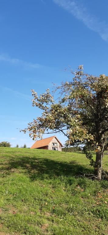 een boom in een veld met een huis op de achtergrond bij Boerderaaj vakantiewoning in Bilzen