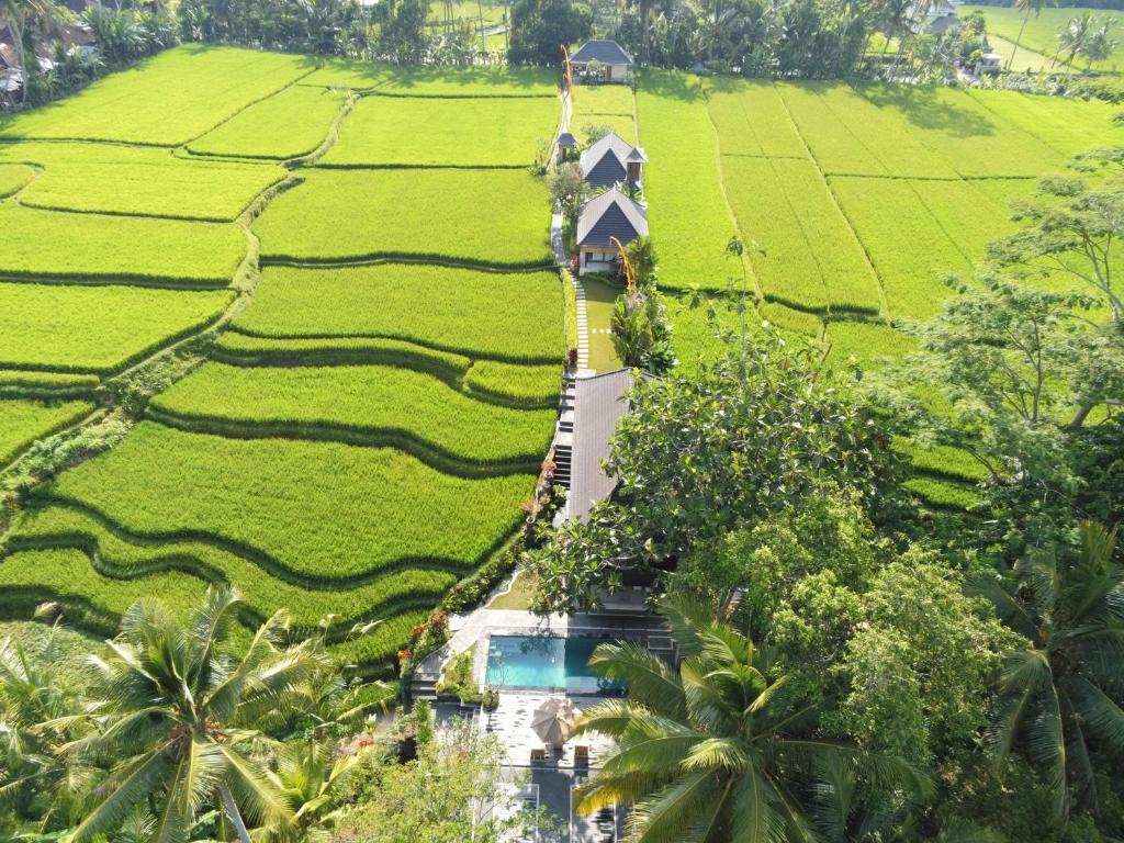 eine Luftansicht einer Villa auf einem Reisfeld in der Unterkunft Puri Raya Villa in Ubud