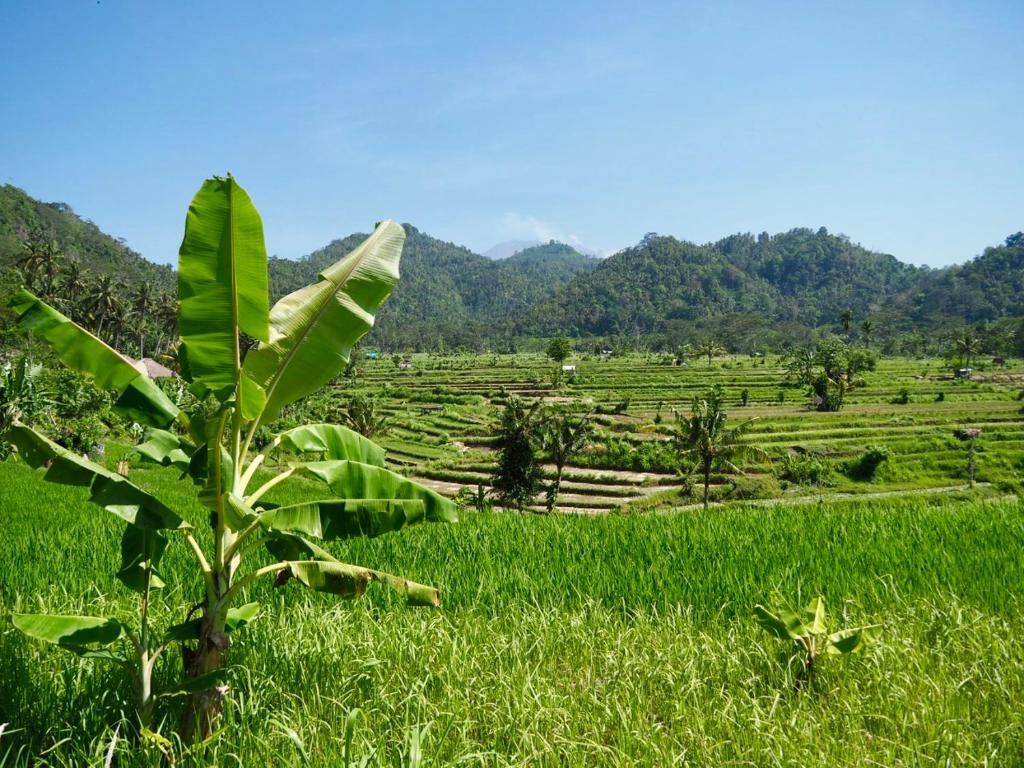 Green Vanilla Bungalow - 9