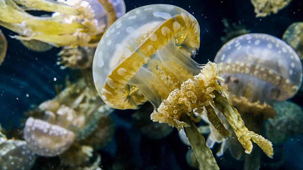 a jellyfish in an aquarium with other animals at InterContinental The Clement Monterey, an IHG Hotel in Monterey