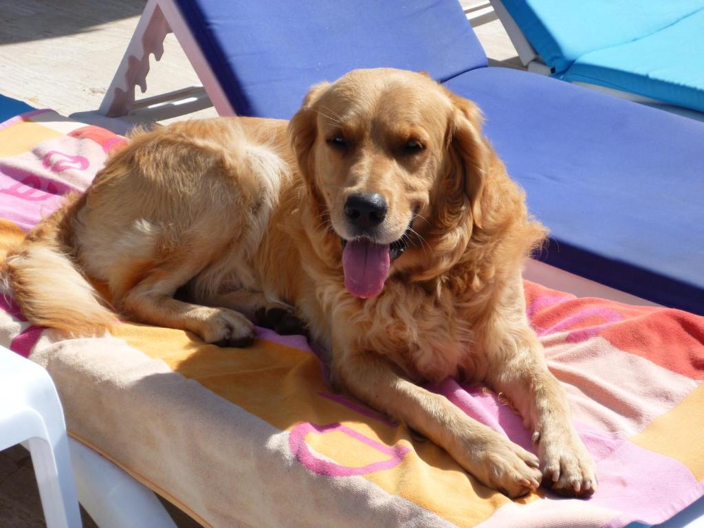 Domácí mazlíčci ubytovaní s hosty v ubytování Merve Apartments, your home from home in central BODRUM, street cats frequent the property, not all apartments have balconies , ground floor have terrace with table and chairs