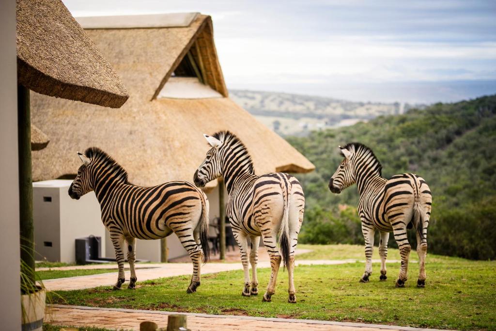 a group of zebras standing in front of a building at Jbay Zebra Lodge in Longmore