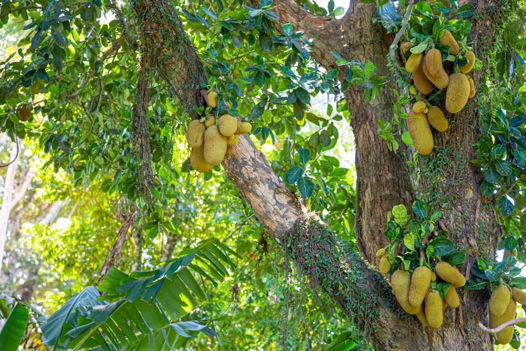 Fotografie z fotogalerie ubytování Casa Rabanete Trancoso v destinaci Trancoso