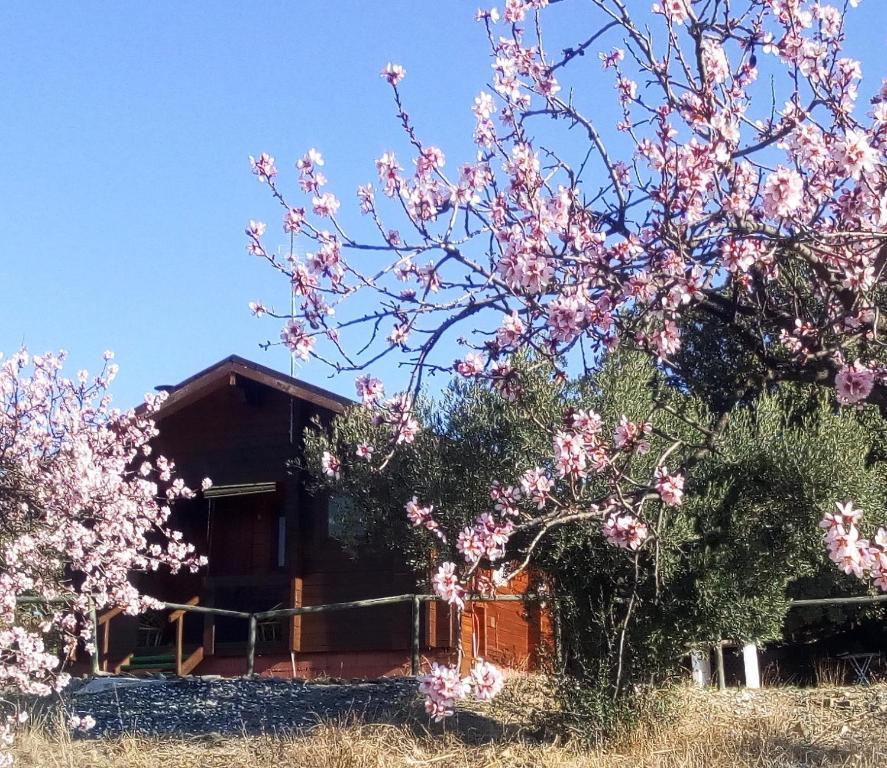 a tree with pink flowers in front of a house at Casa La Colina Mandarina I in Tahal
