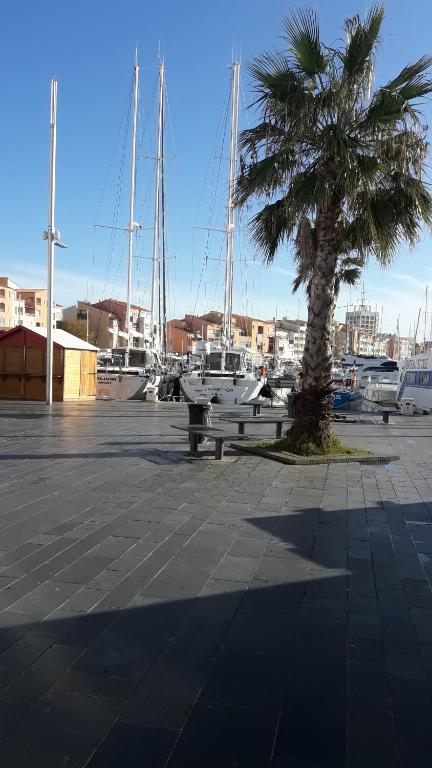 un palmier et un banc dans un port de plaisance avec des bateaux dans l'établissement richelieu 4 CAP AGDE, au Cap d'Agde